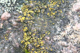 Image of eggyolk lichen