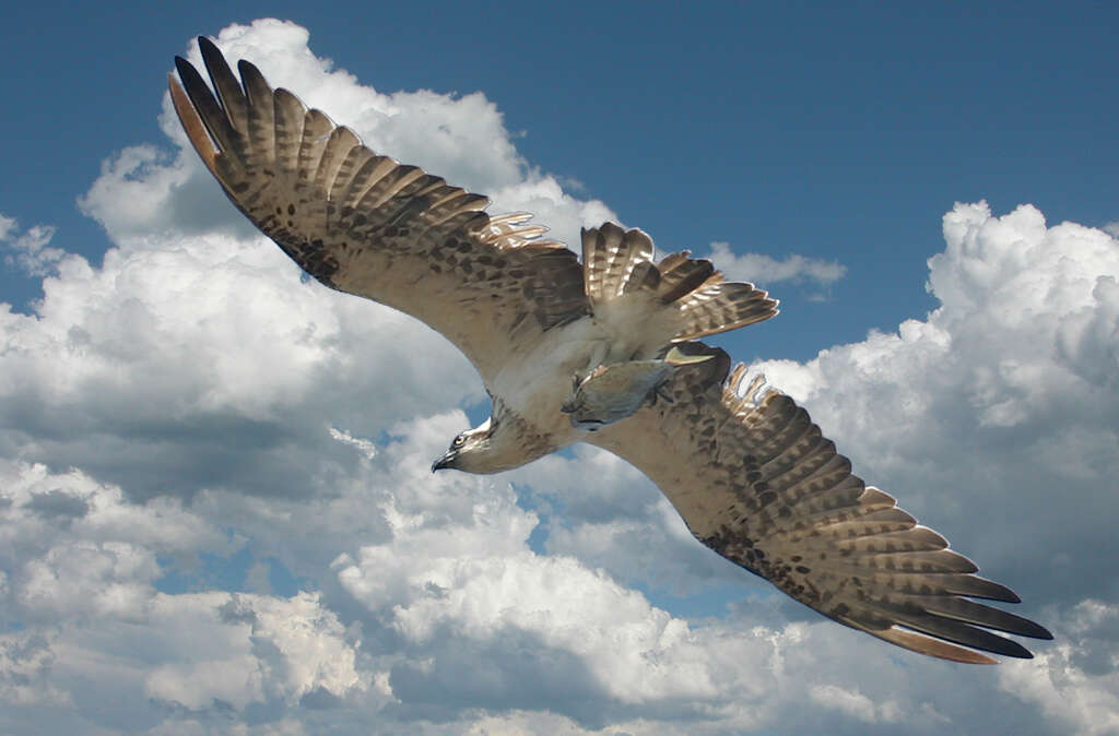 Image of Eastern Osprey