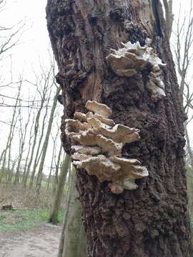 Image of Bracket Fungus