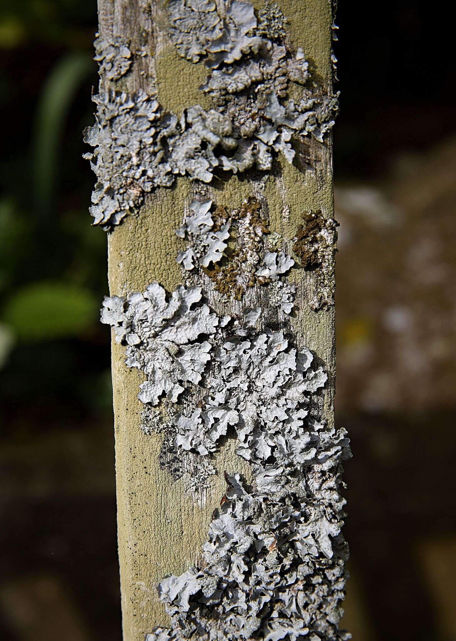 Image of Hammered shield lichen