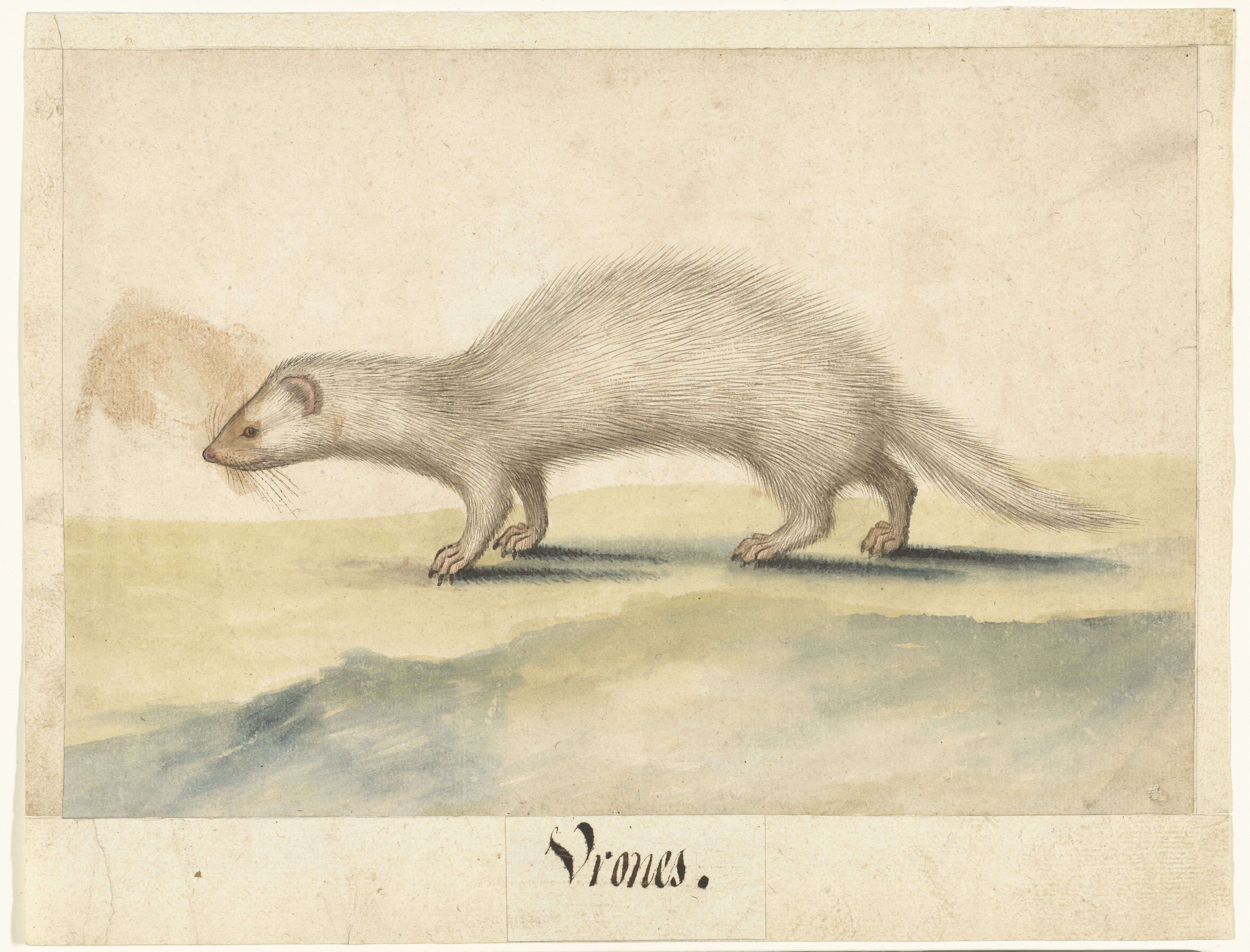 Image of domestic ferret