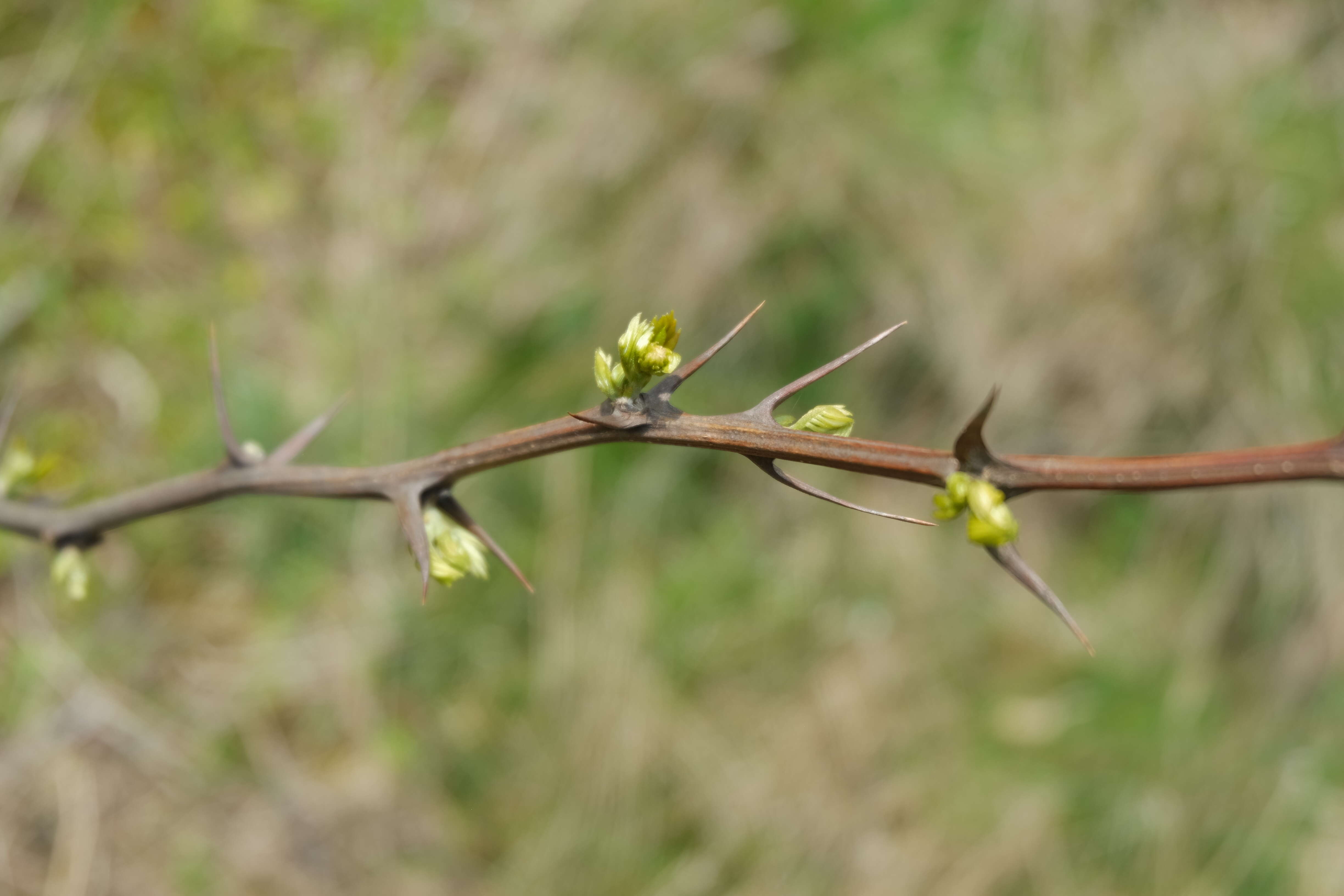 Image of black locust