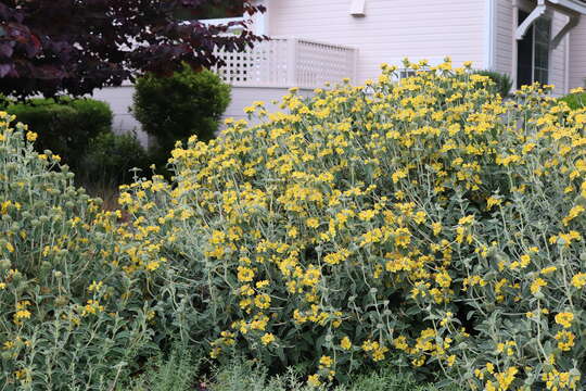 Plancia ëd Phlomis fruticosa L.