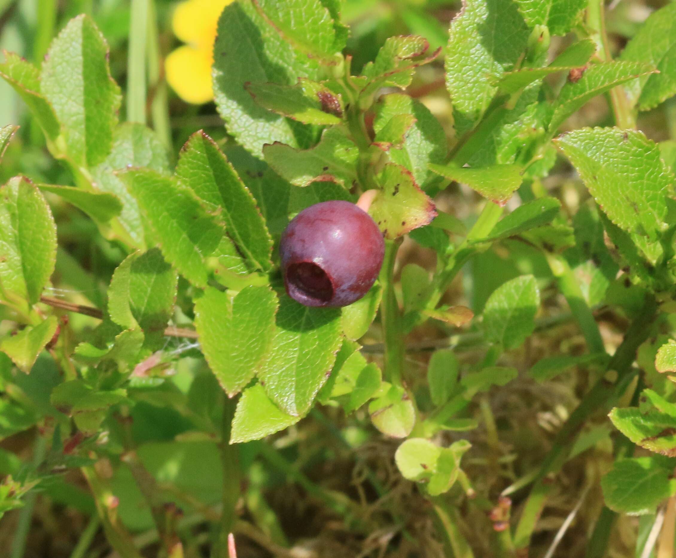 Image of bilberry