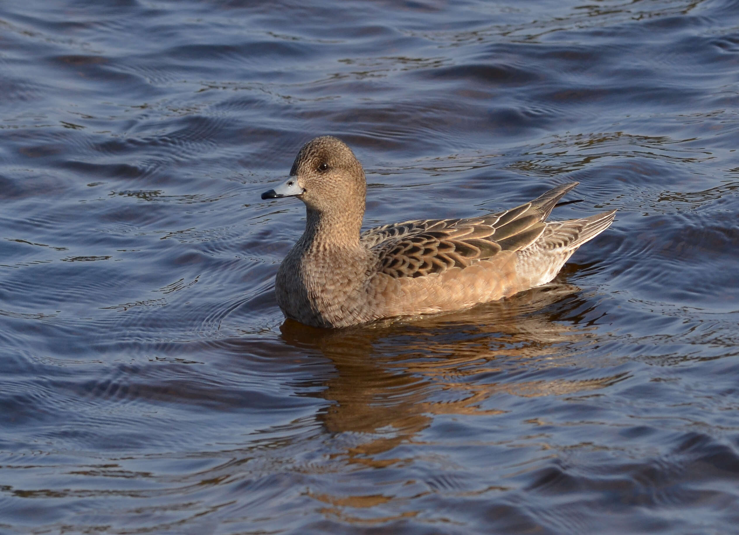 Image of Eurasian Wigeon