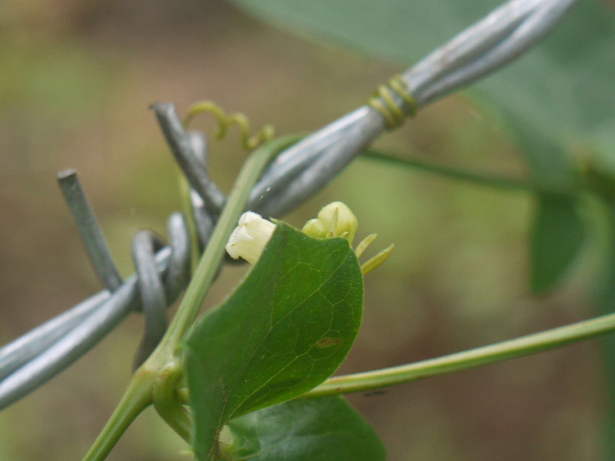 Image of Solena amplexicaulis (Lam.) Gandhi ex Saldanha & Nicolson