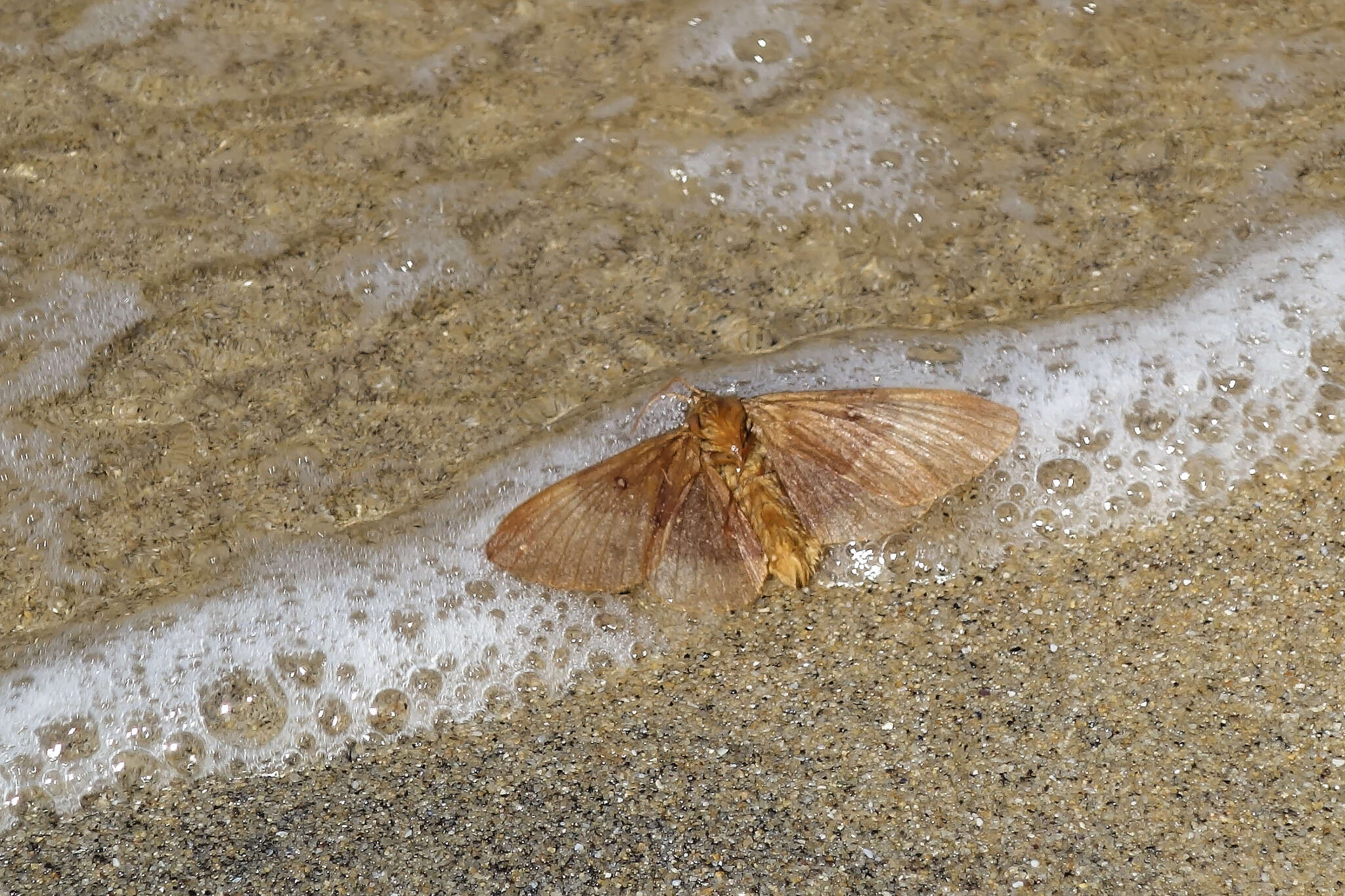 Image of oak eggar