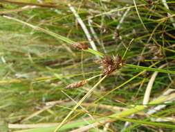 Imagem de Bolboschoenus planiculmis (F. Schmidt) T. V. Egorova