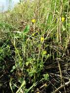 Image of hairy buttercup