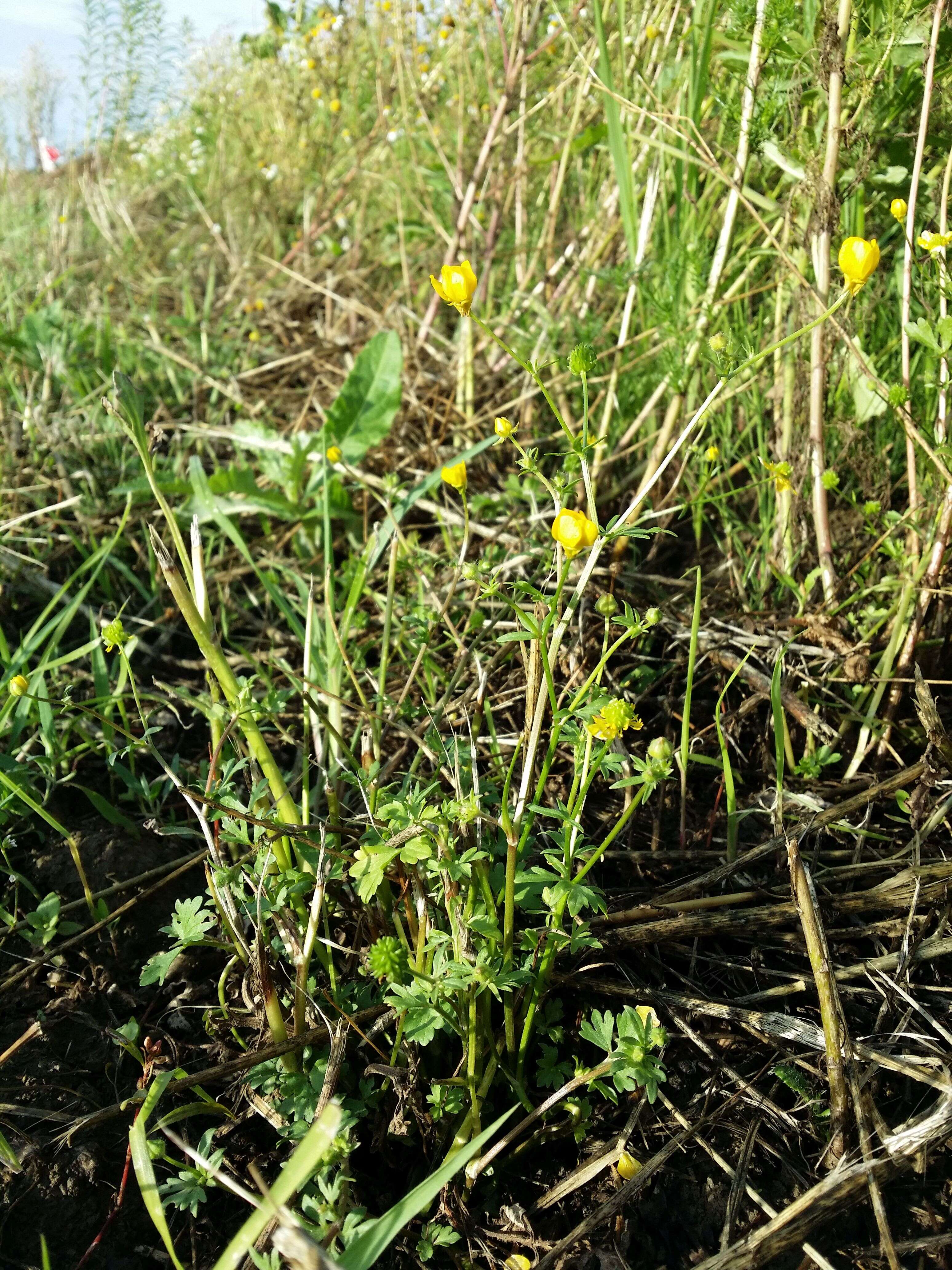 Image of hairy buttercup