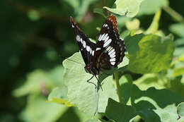 Image of Lorquin's Admiral