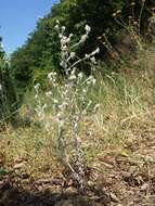 Image of field cudweed