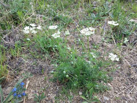 Orlaya grandiflora (L.) Hoffm. resmi