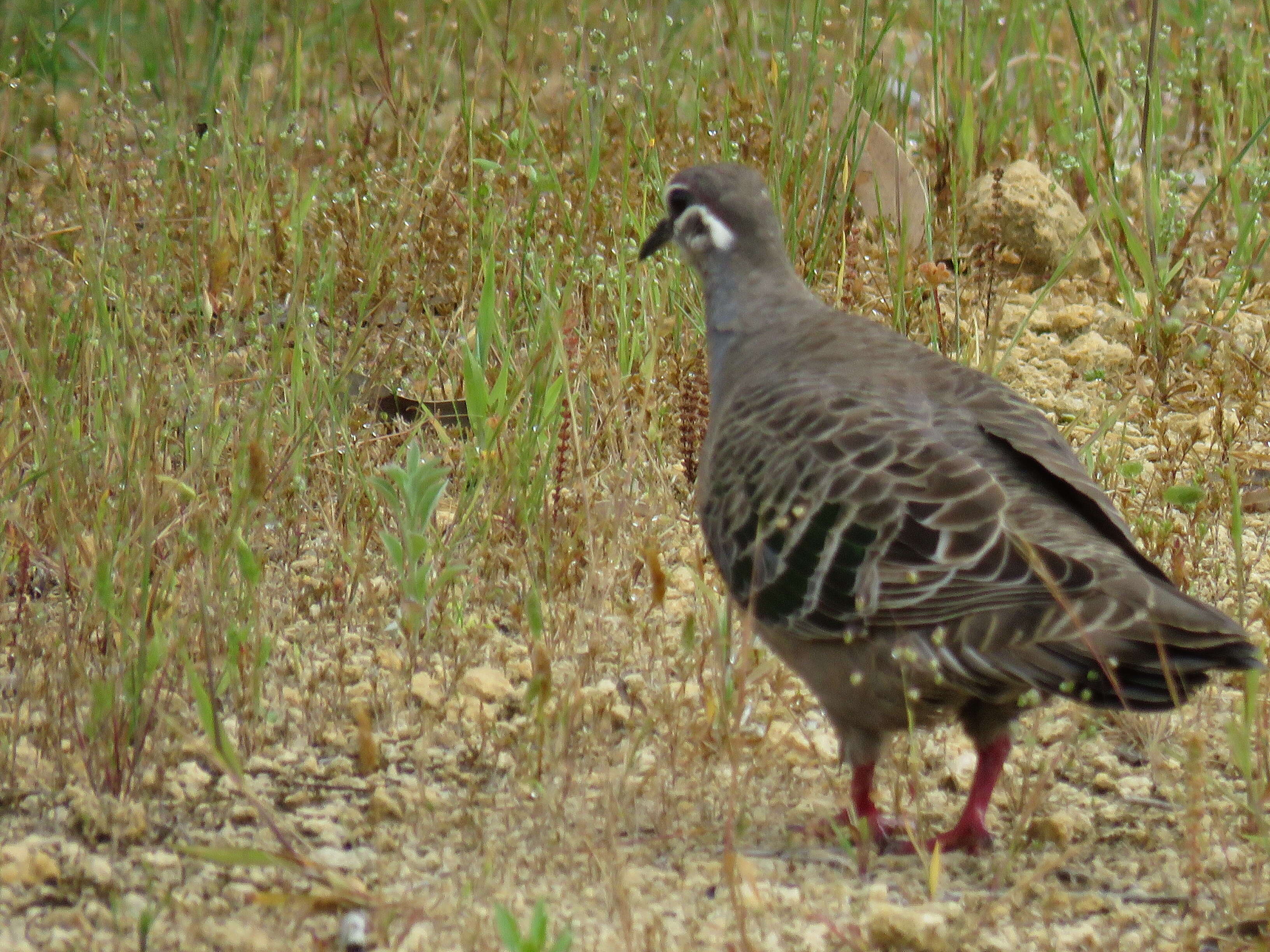 Image of Common Bronzewing