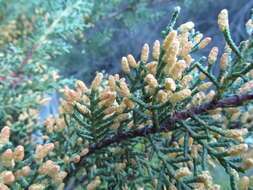 Cupressus goveniana var. abramsiana (C. B. Wolf) Little resmi