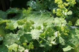 Image of lady's mantle