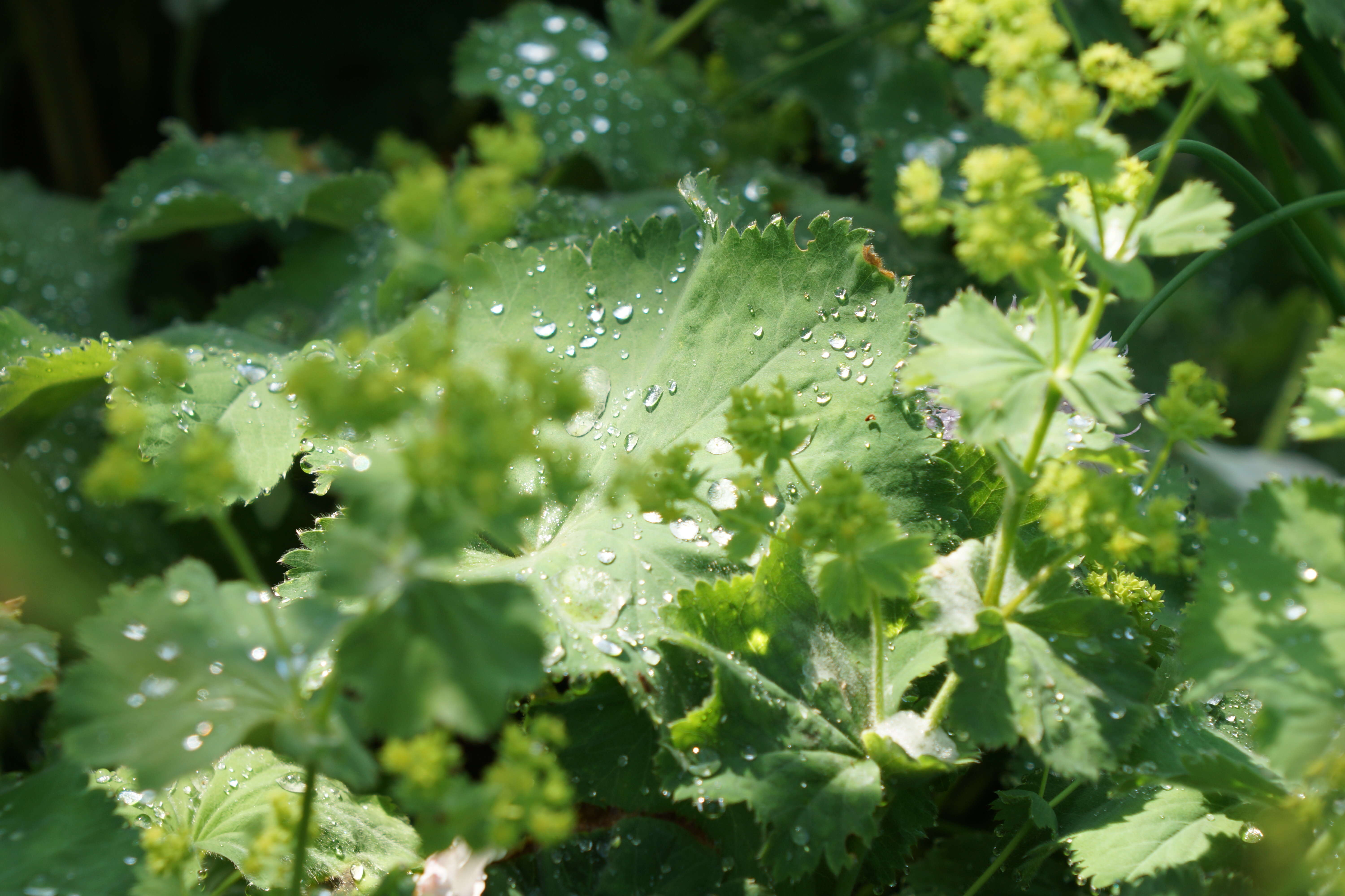 Image of lady's mantle