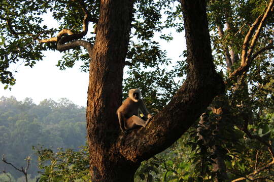 Image of Gray Langur