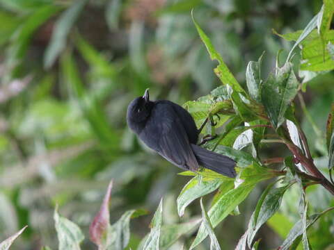 Image of Black Flower-piercer