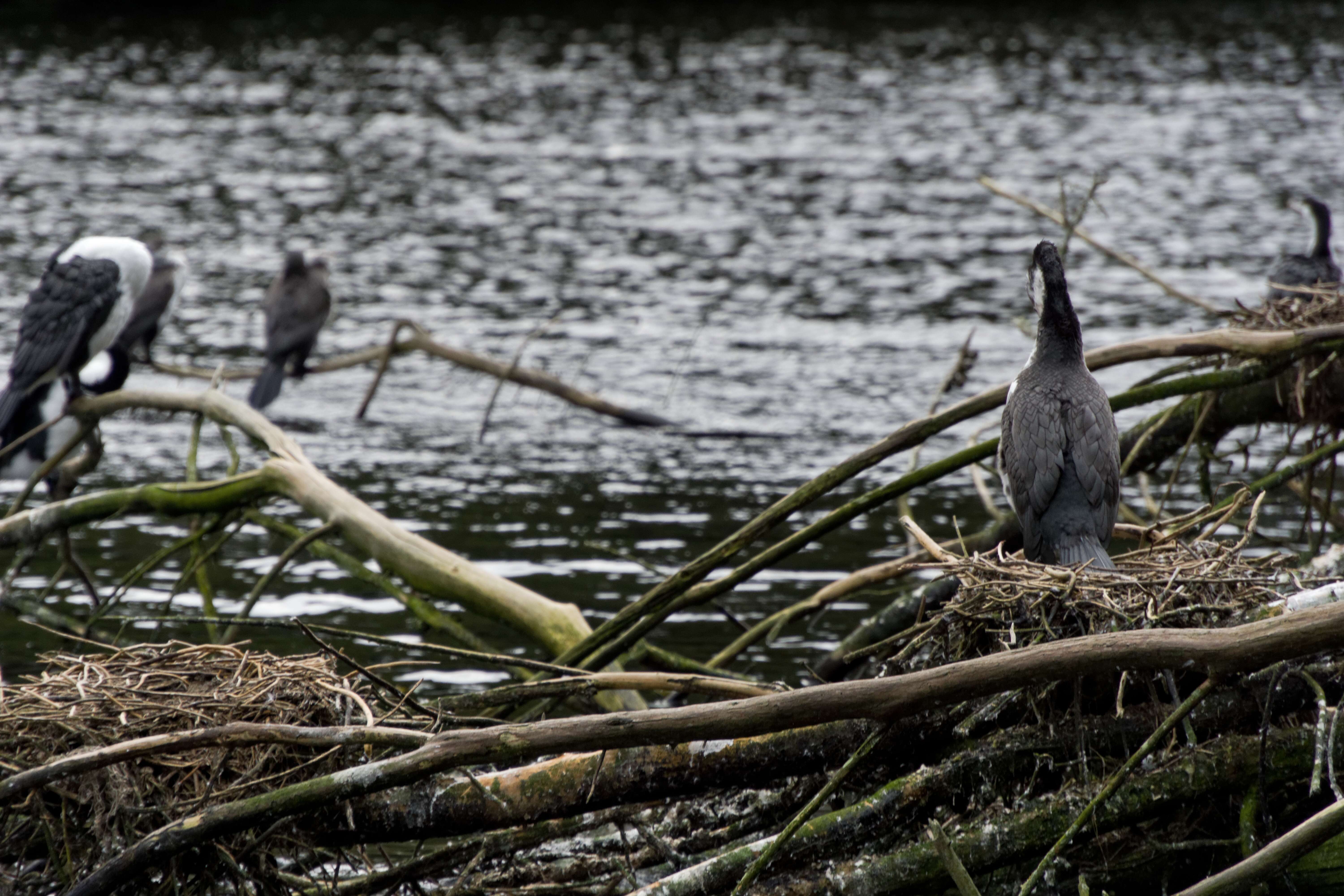 Image of Australian Pied Cormorant