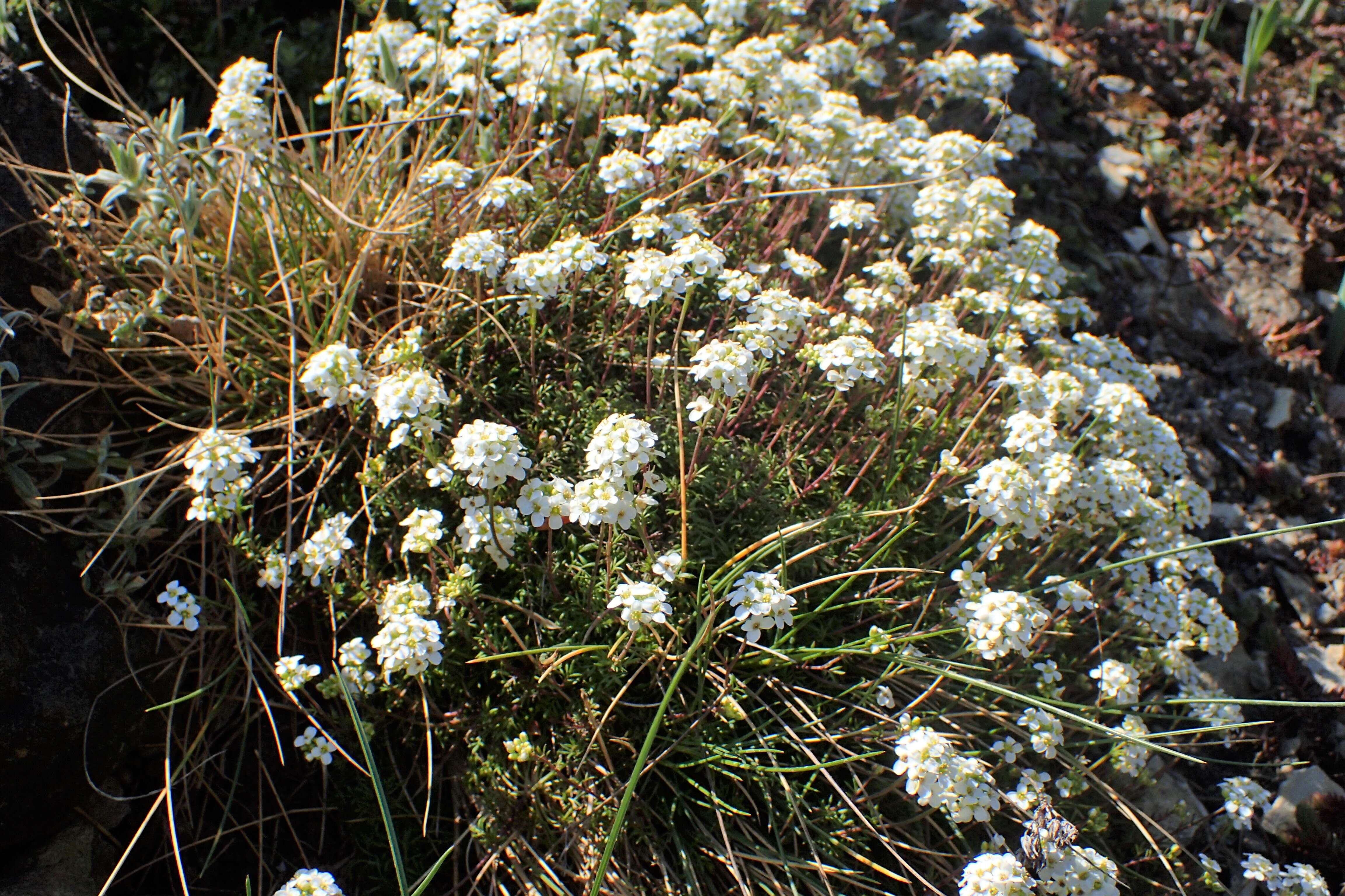 Image of alpine hutchinsia