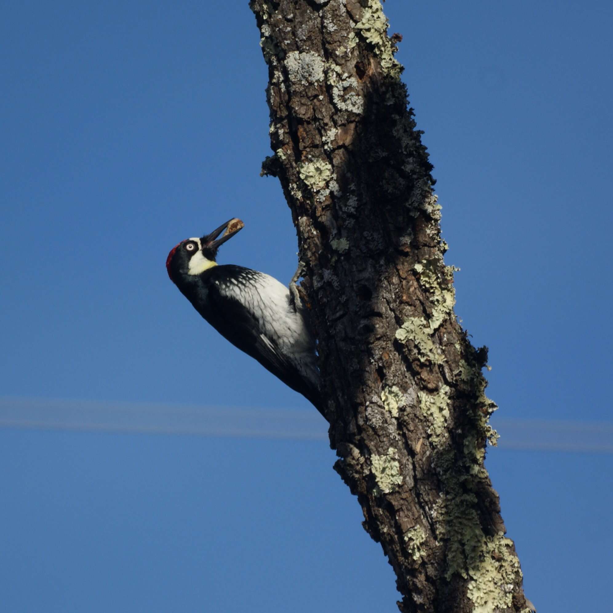 Image of Acorn Woodpecker