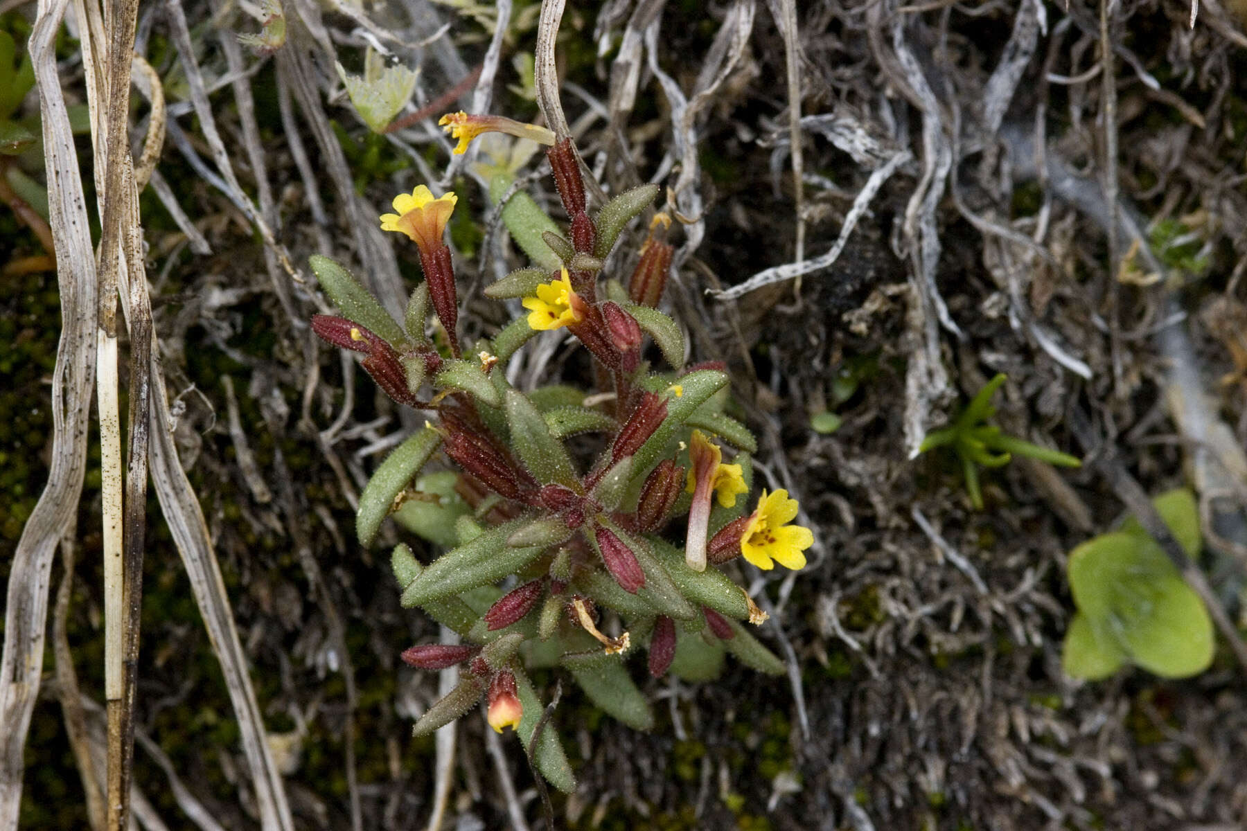 Image of Miniature Monkey-Flower