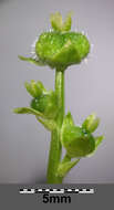 Image of dog's mercury