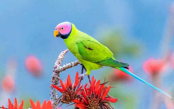 Image of Blossom-headed Parakeet