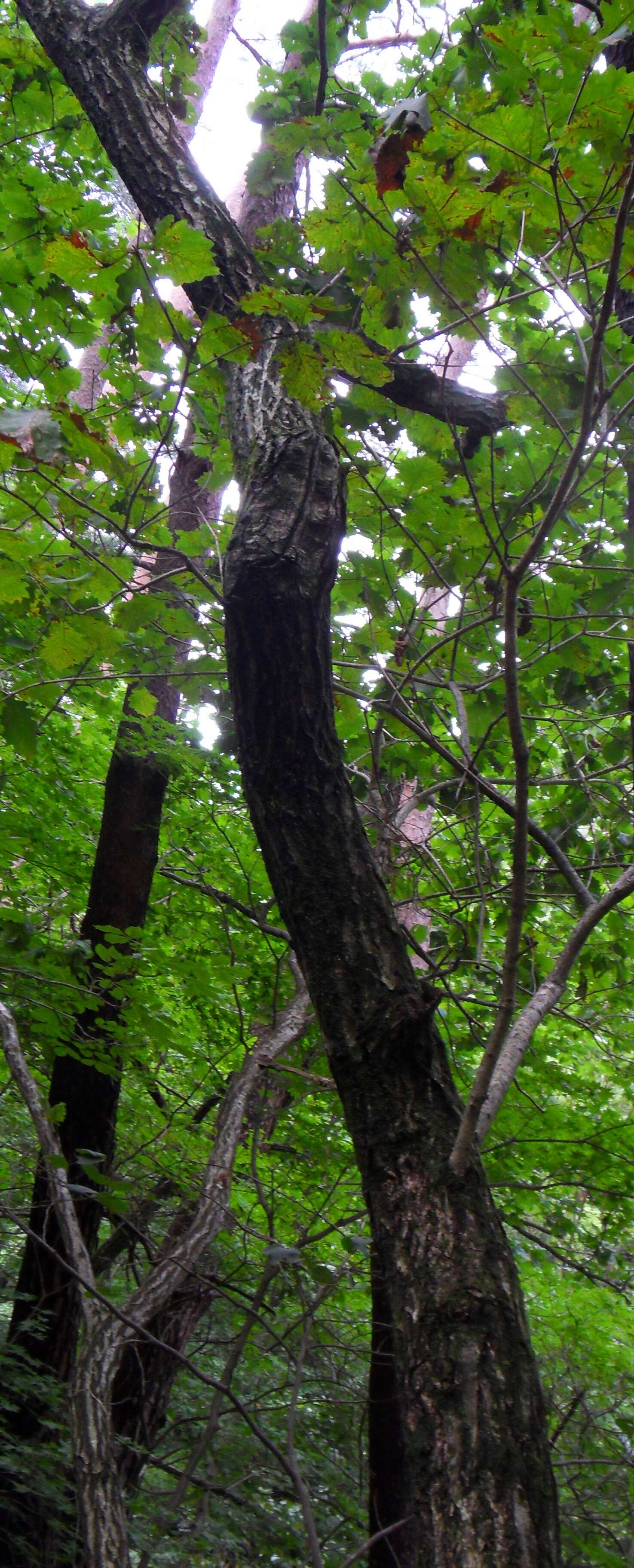 Quercus mongolica Fisch. ex Ledeb. resmi