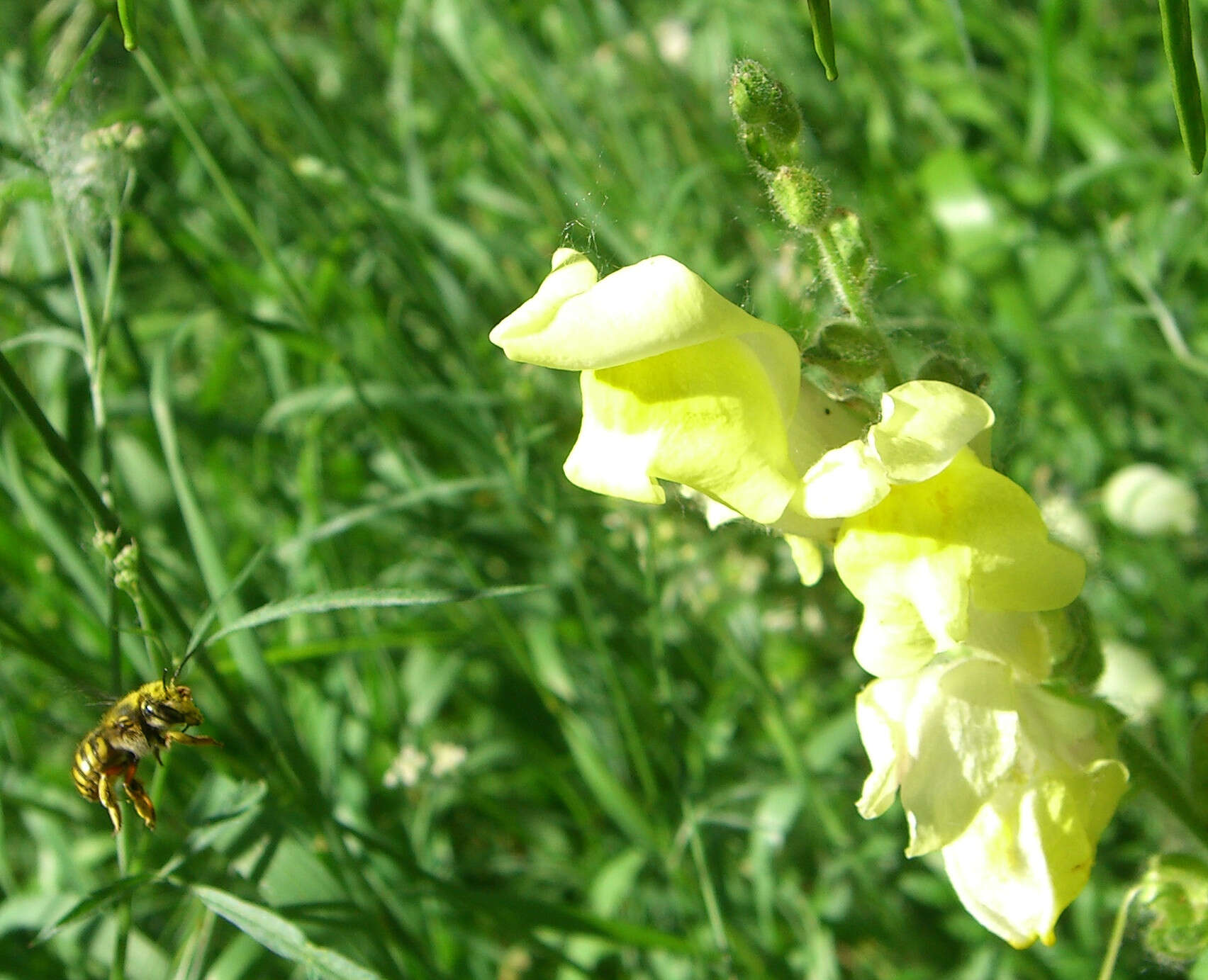 Plancia ëd Antirrhinum majus L.