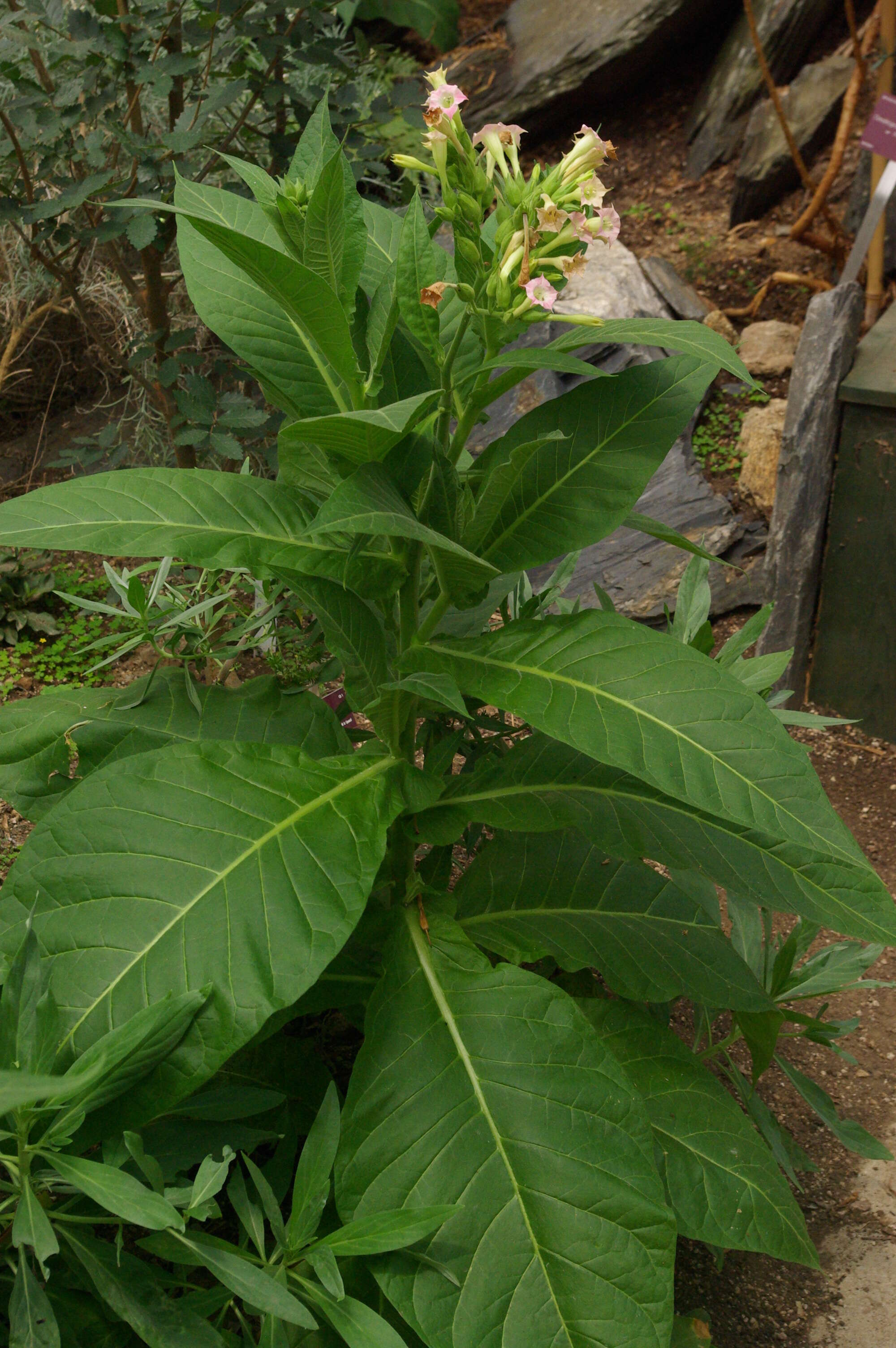 Imagem de Digitalis sceptrum L. fil.