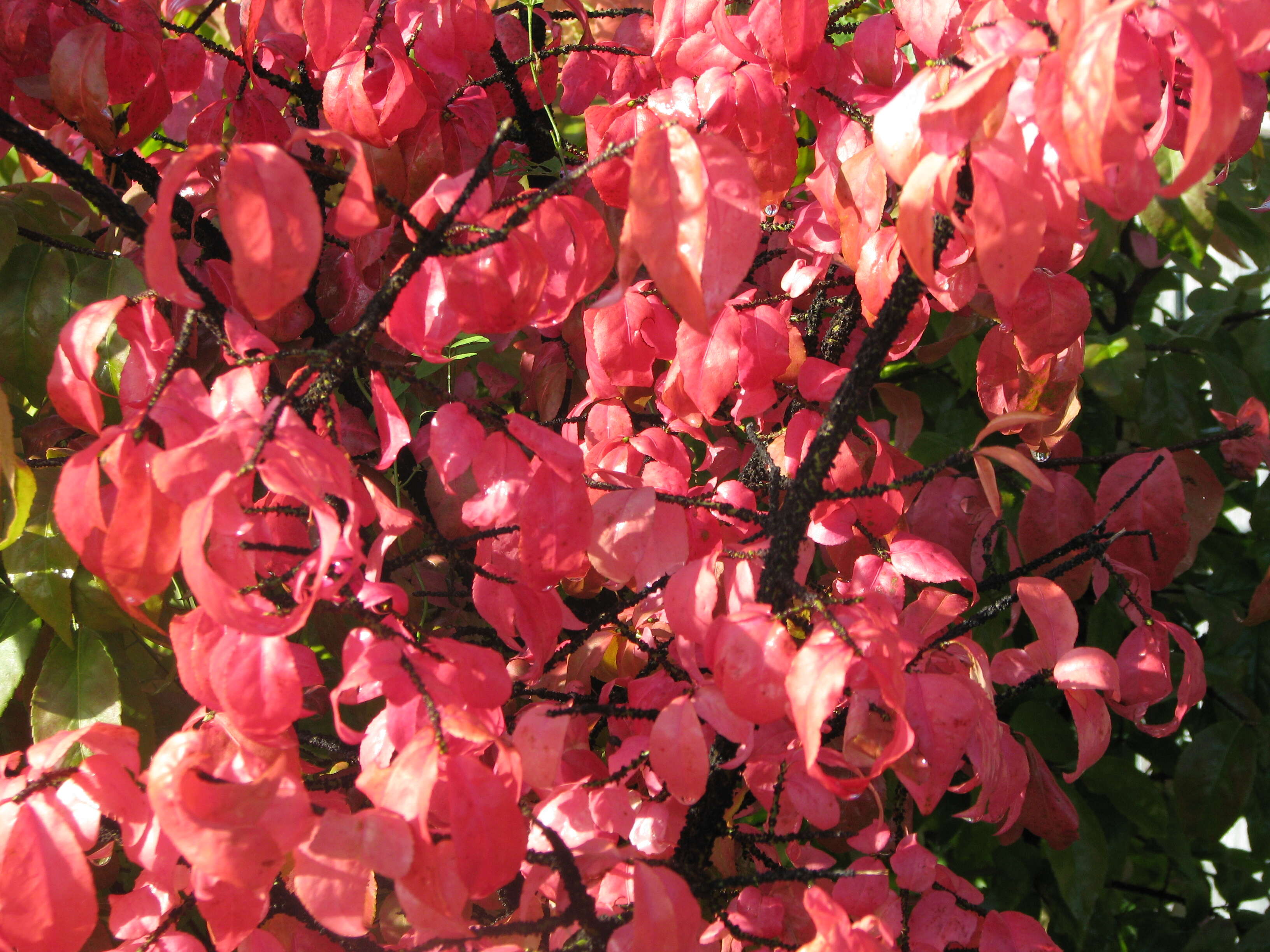 Image of Euonymus verrucosus Scop.