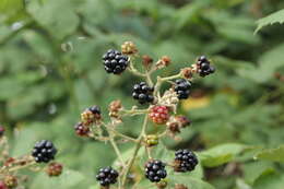 Image of Bramble