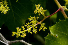 Image of canyon grape