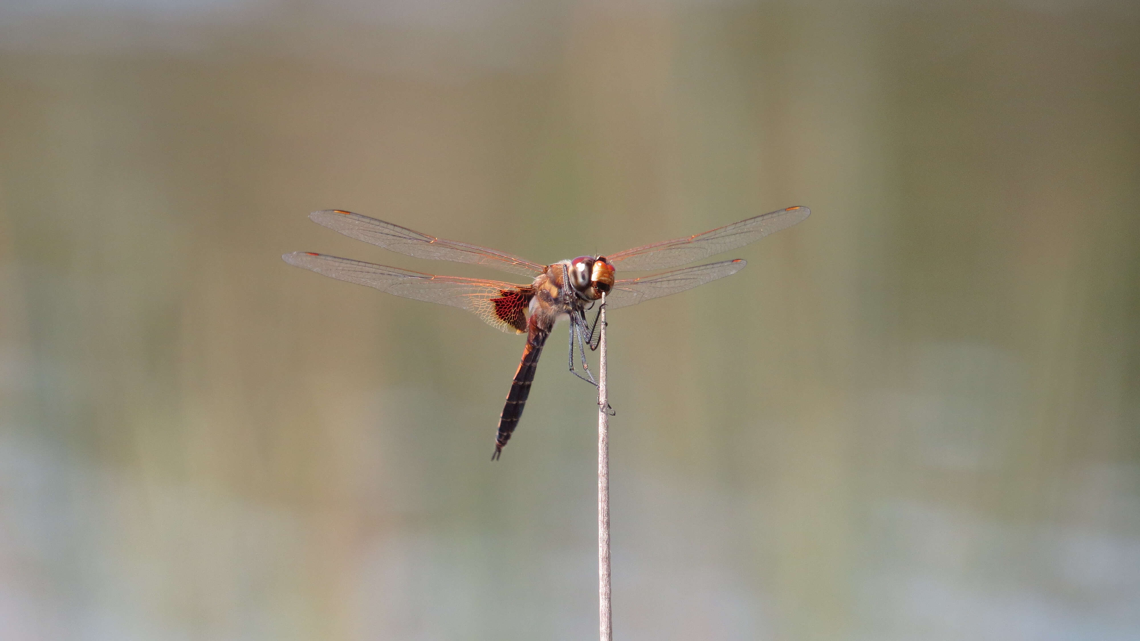 Image of Common Glider