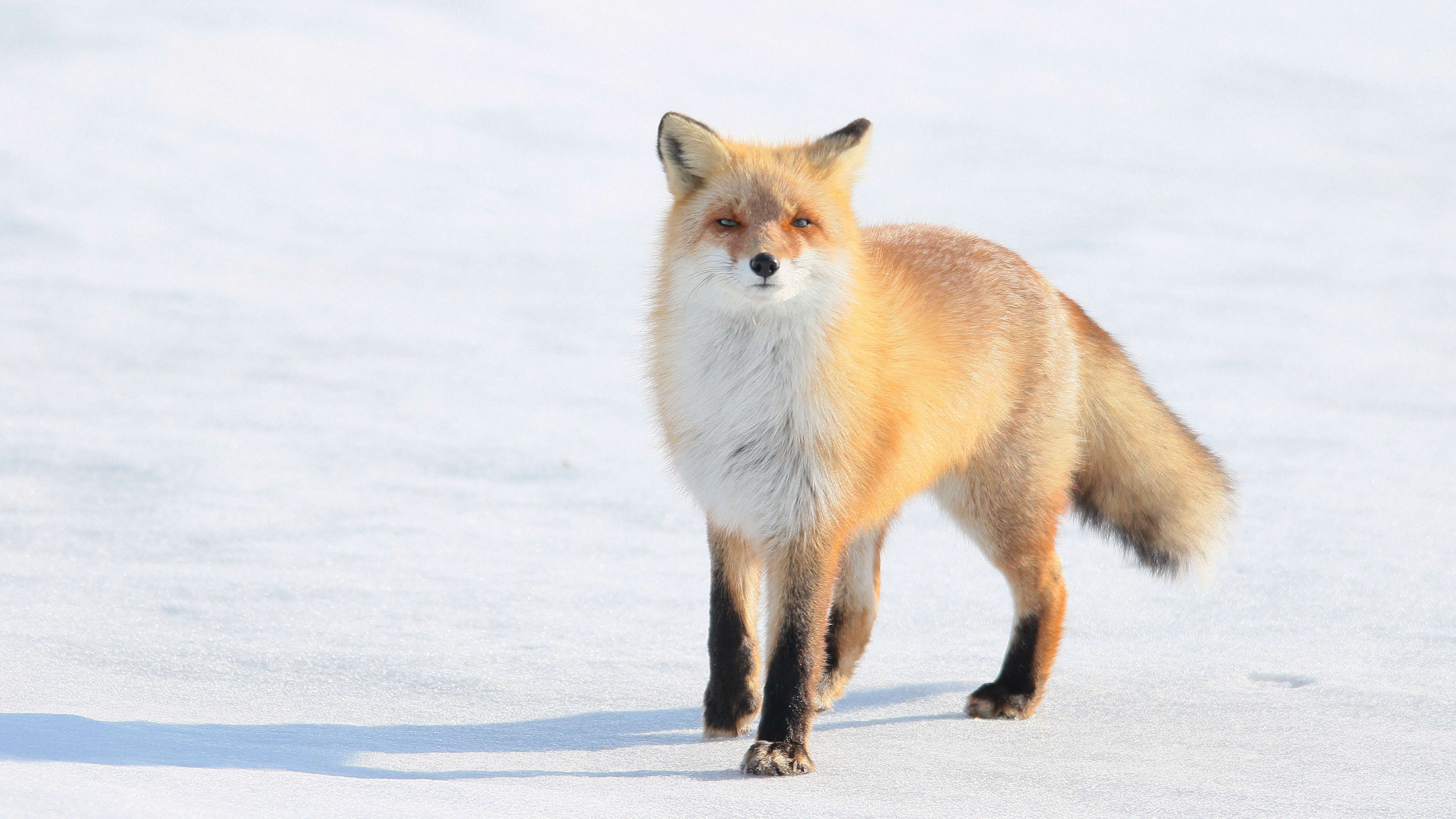 Vulpes vulpes schrencki Kishida 1924 resmi