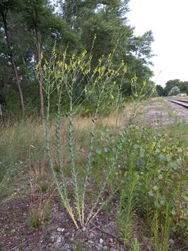 Imagem de Linaria genistifolia (L.) Mill.