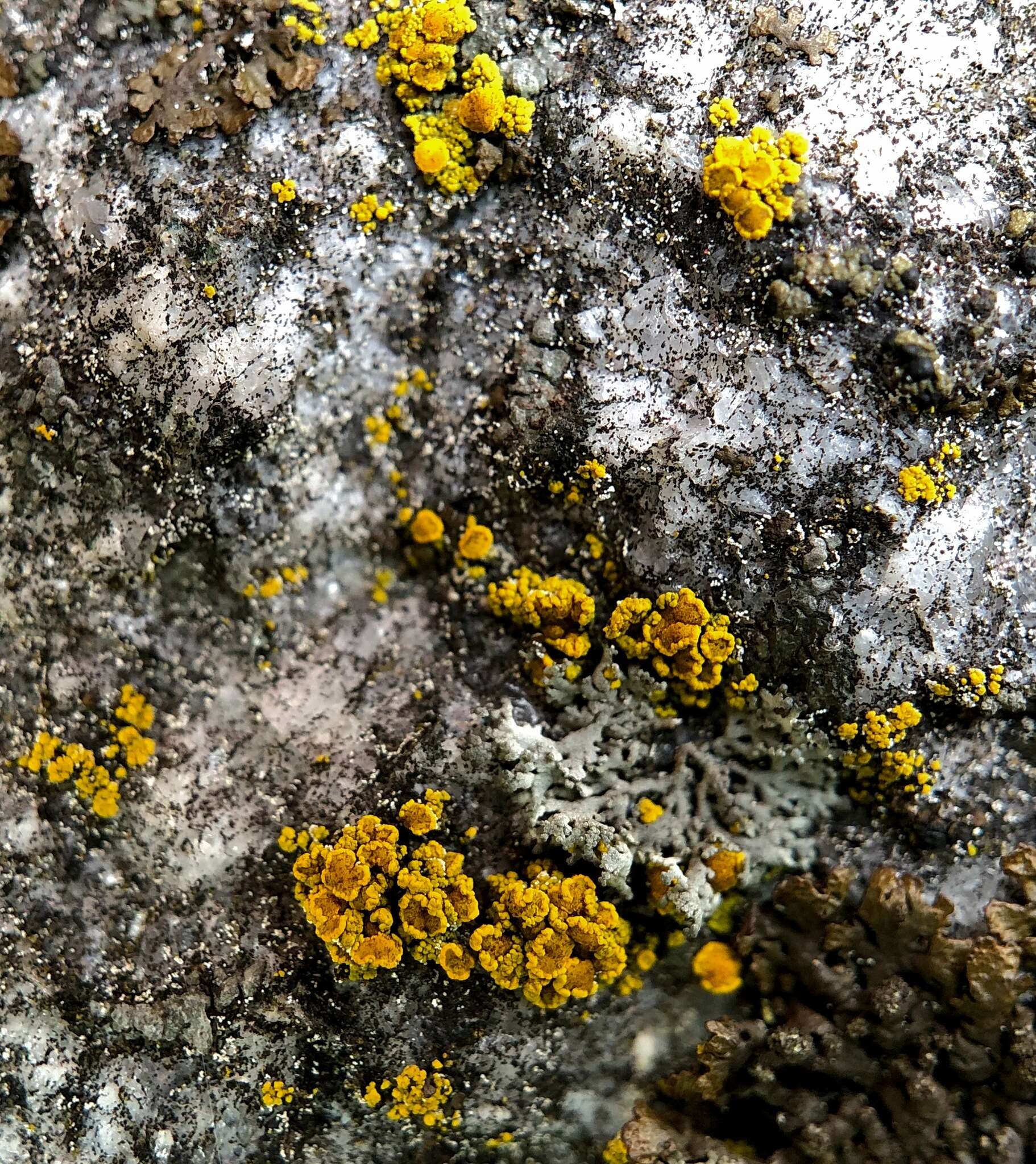 Image of eggyolk lichen