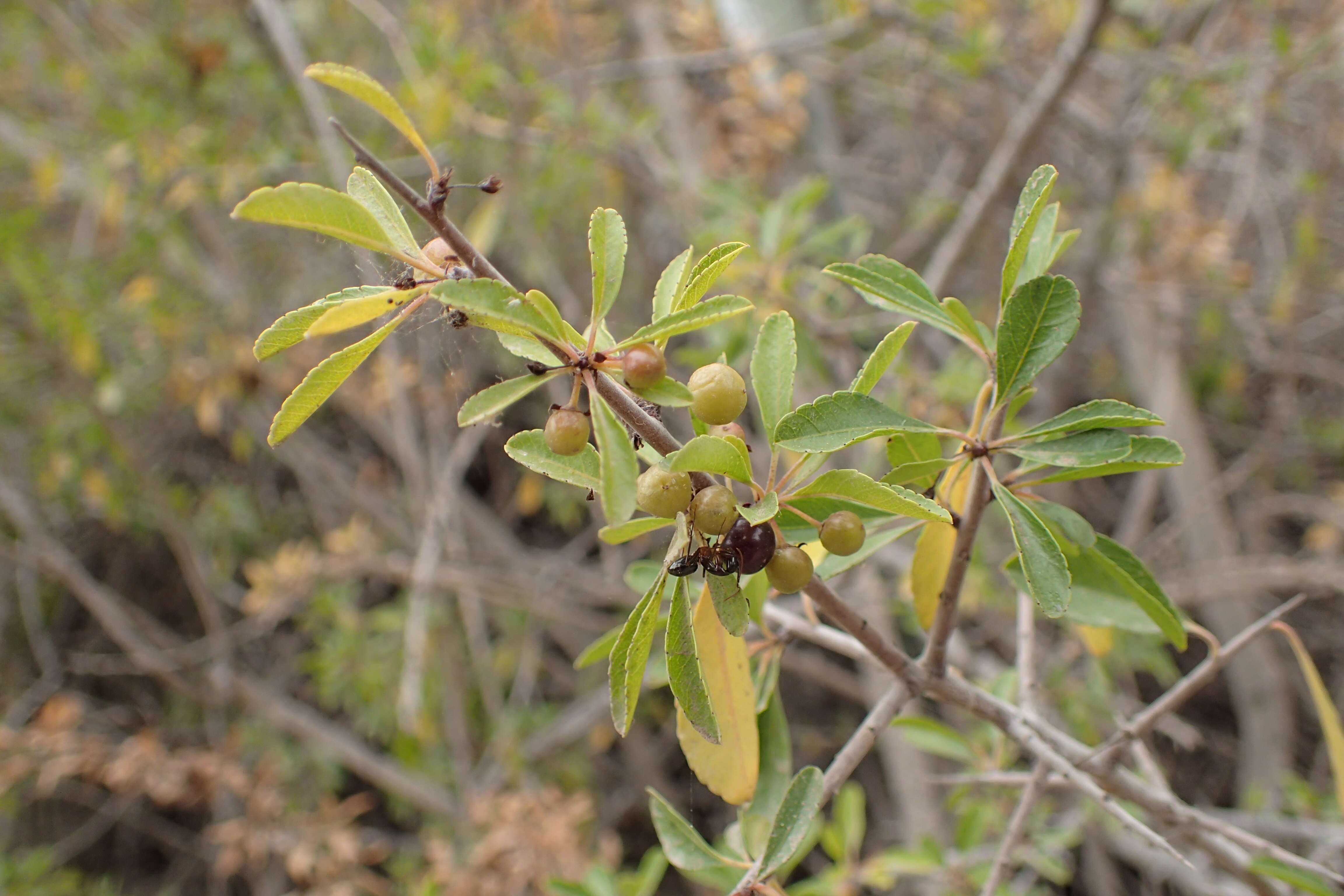 صورة Rhamnus crenulata Ait.