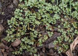 Image of Fool's-Watercress