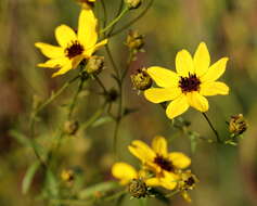 صورة Coreopsis tripteris L.