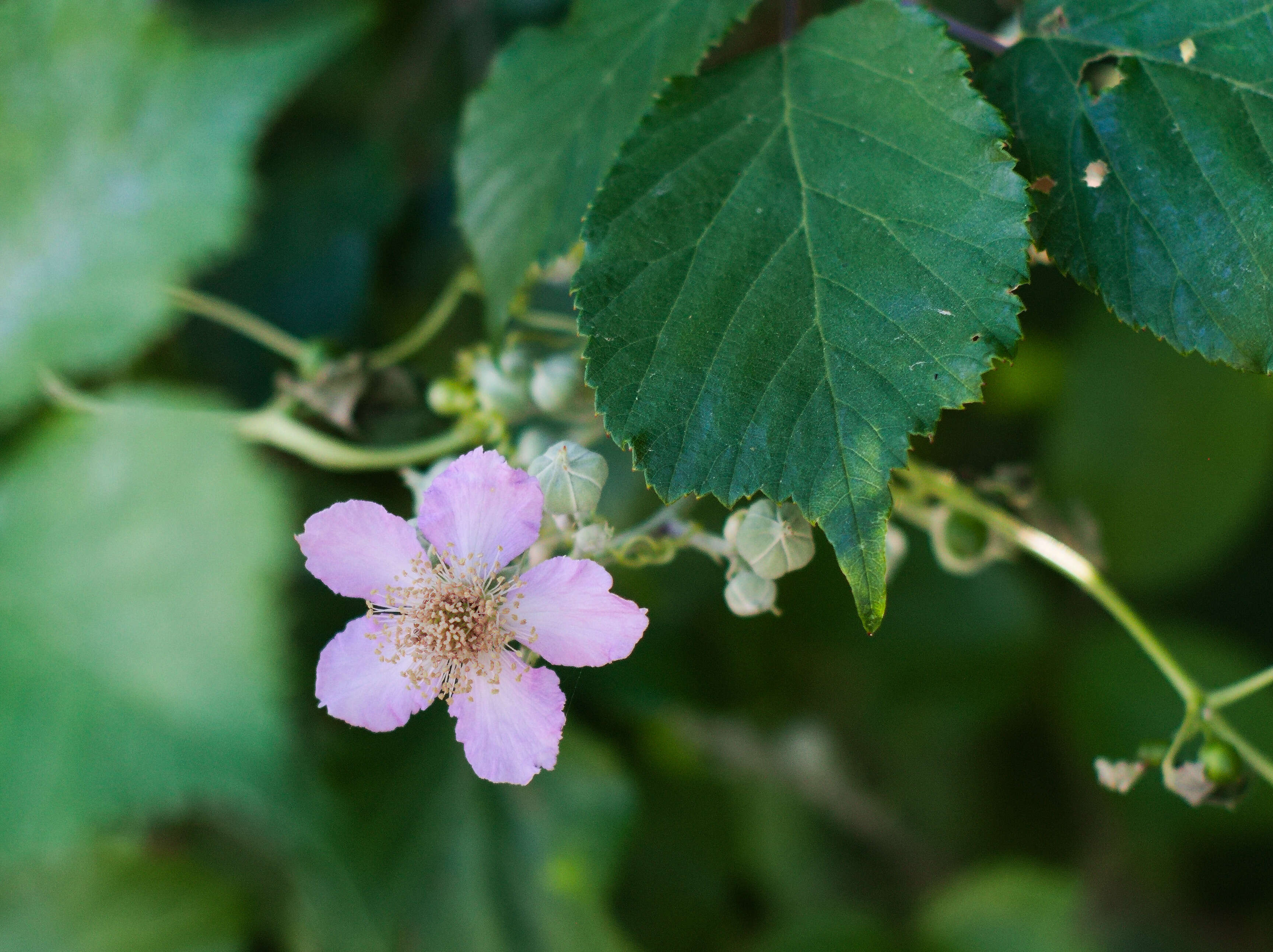 Image of elmleaf blackberry