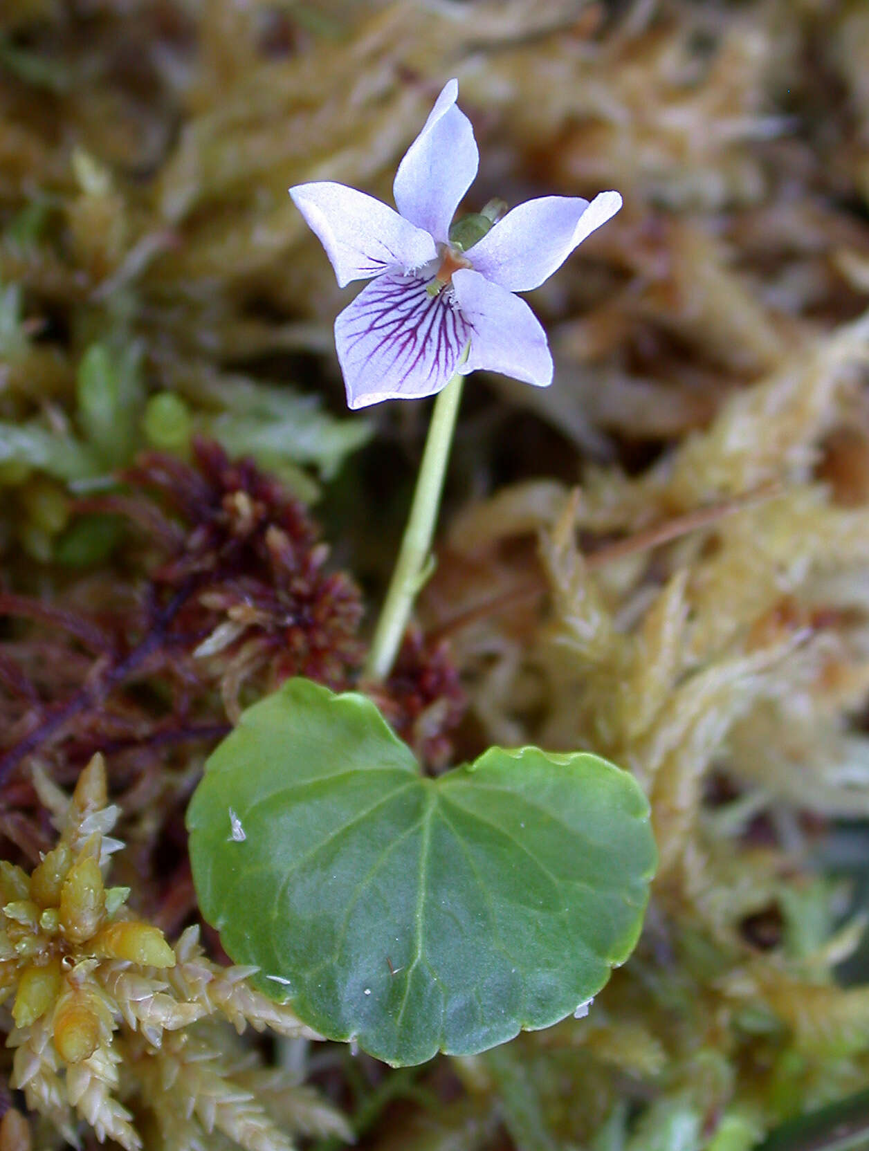 Image of marsh violet