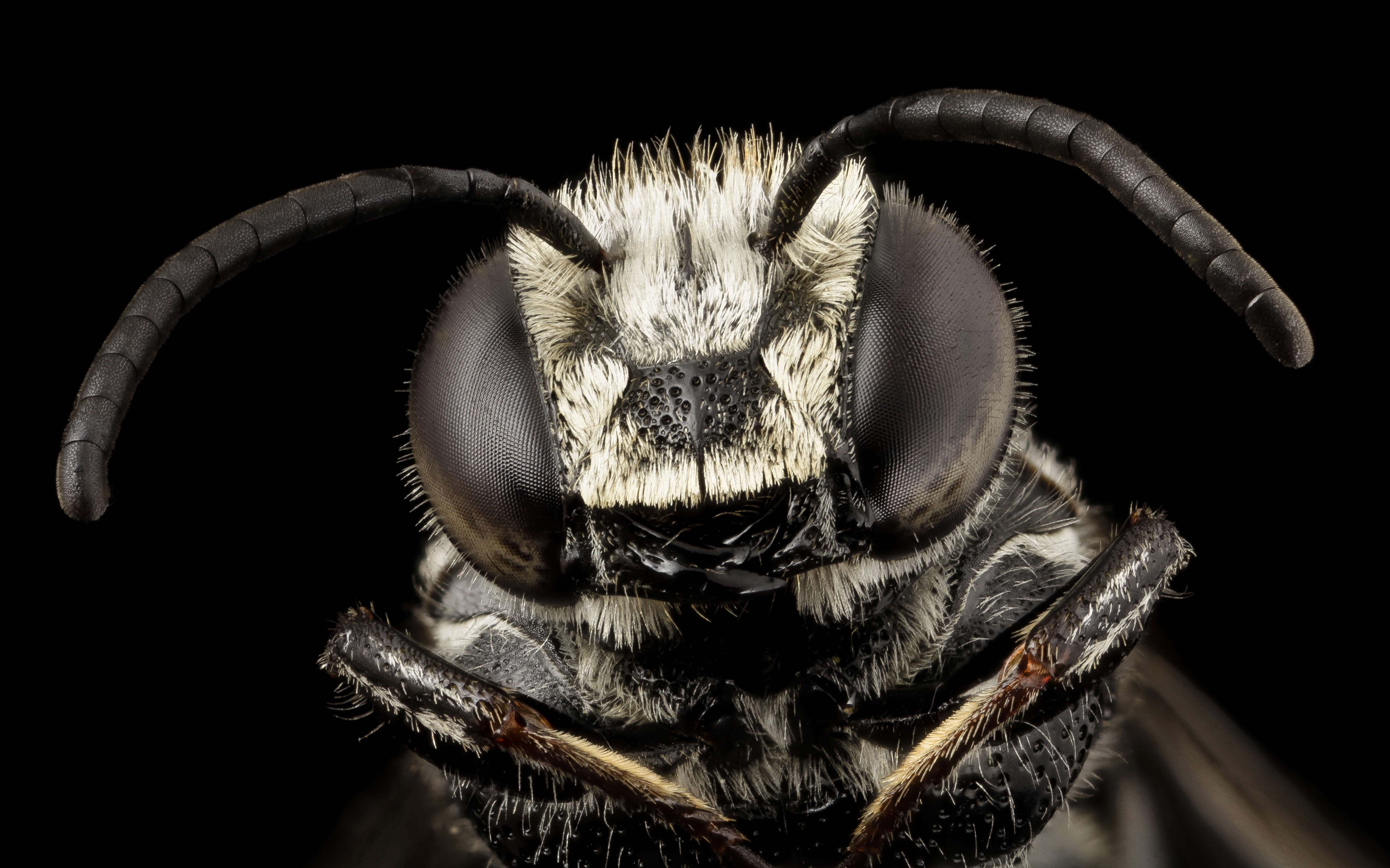 Image of Carpenter-mimic Cuckoo-leaf-cutter