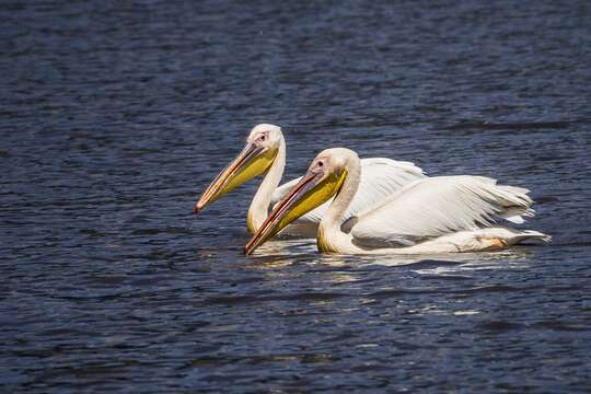 Image of Great White Pelican