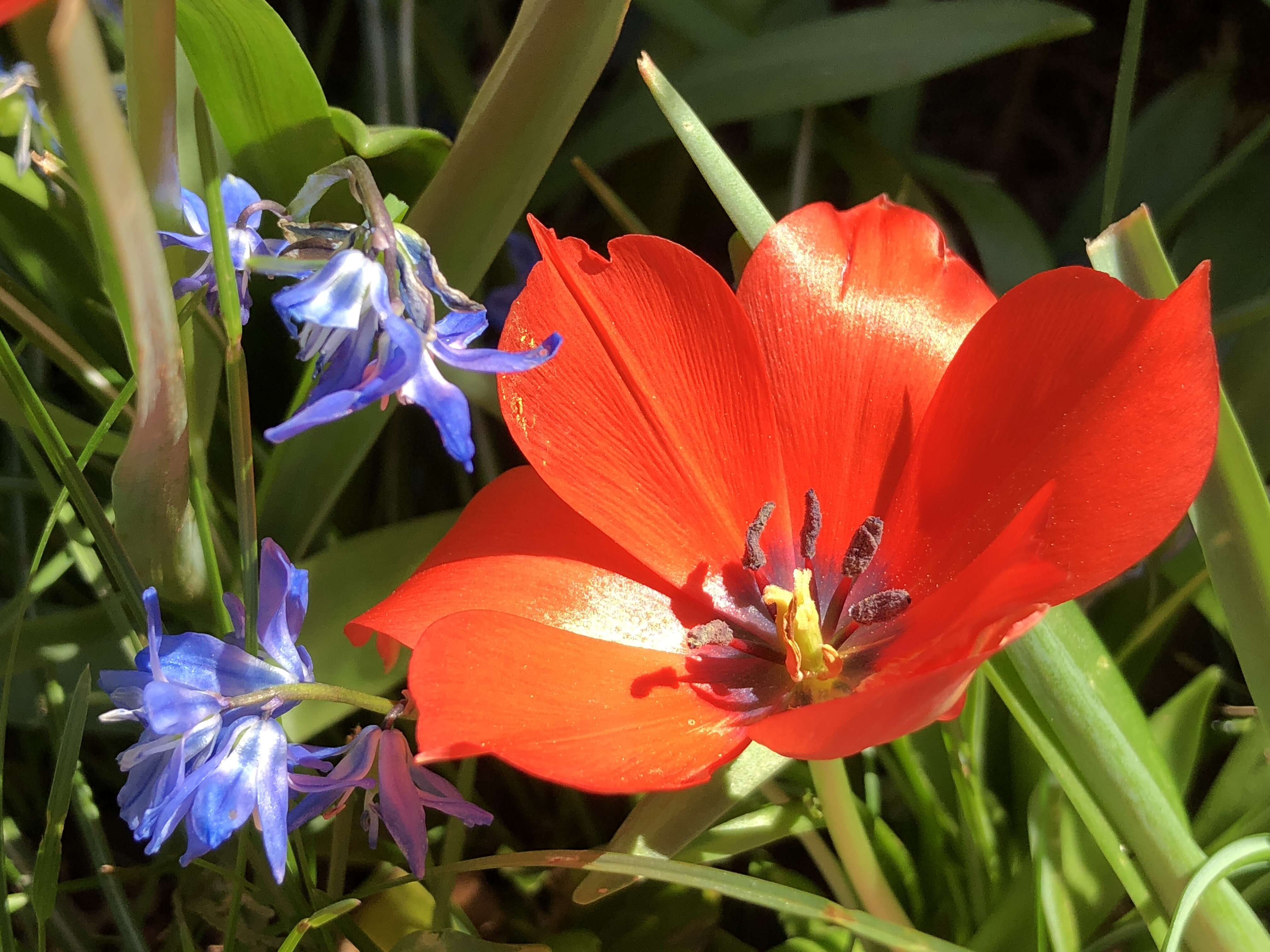 Image of Tulipa linifolia Regel