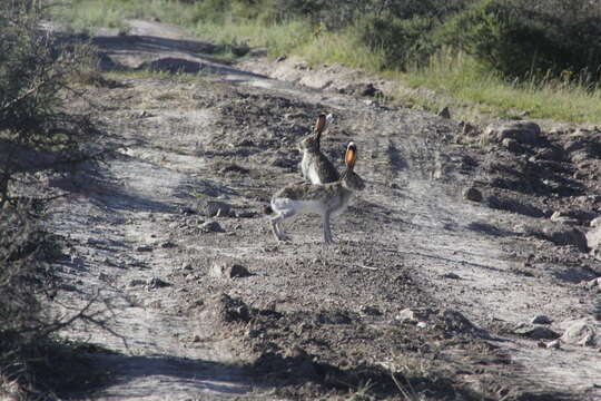 Image of White-sided Jackrabbit