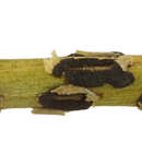 Image of Uromyces junci Tul. 1854