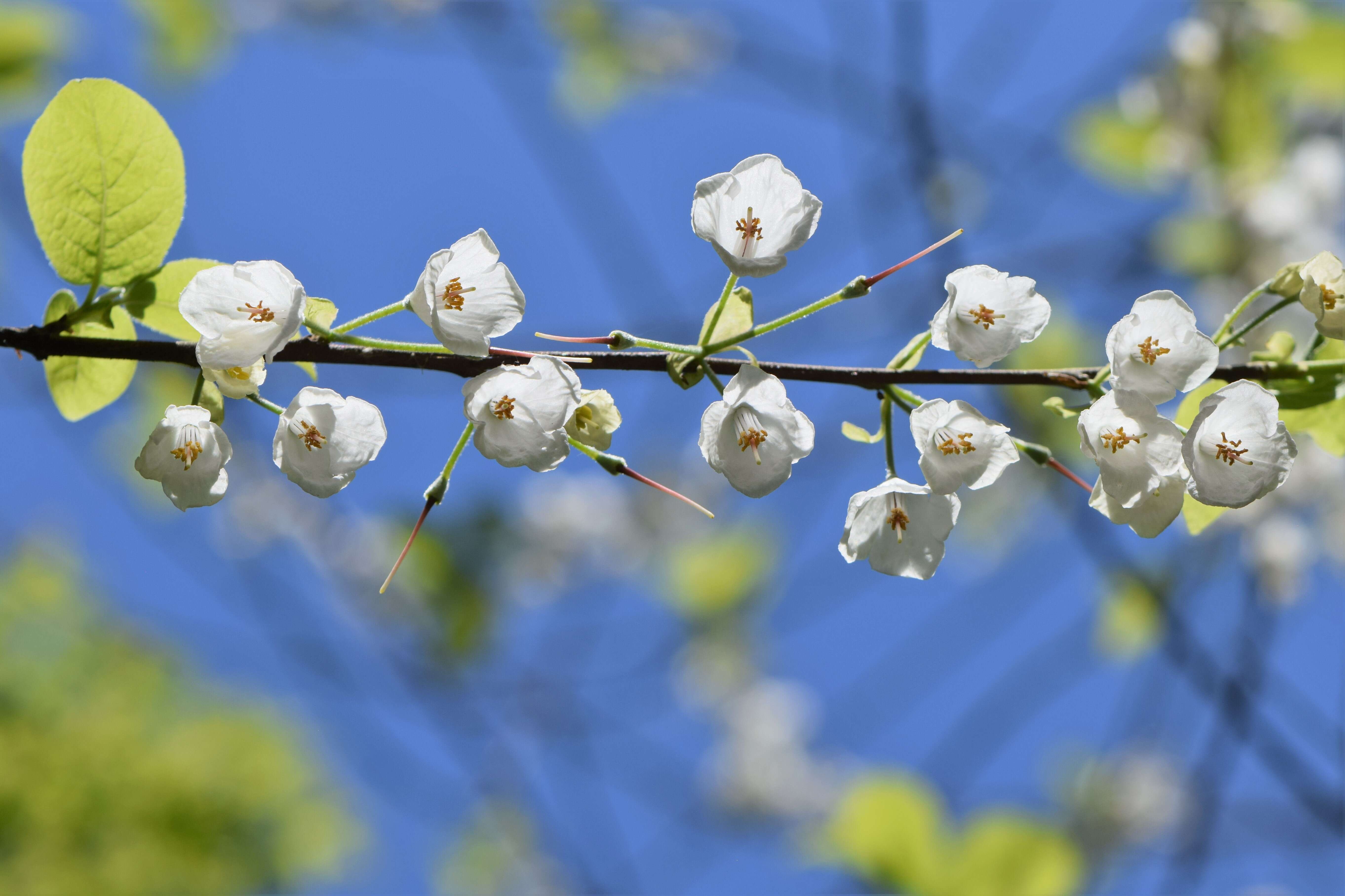 Imagem de Halesia carolina L.